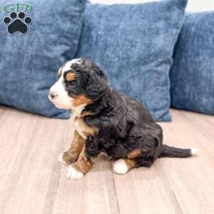 Rico, Mini Bernedoodle Puppy