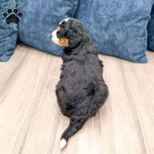 Rico, Mini Bernedoodle Puppy