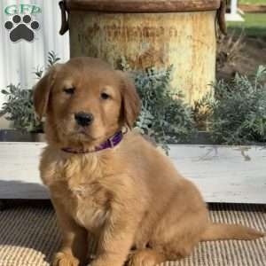 Timmy, Golden Retriever Puppy