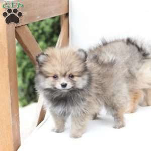 Jack, Pomeranian Puppy