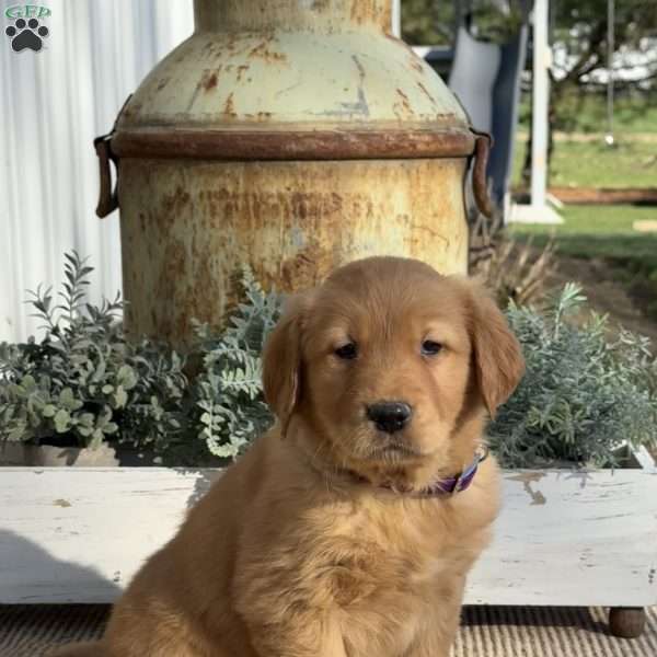 Timmy, Golden Retriever Puppy