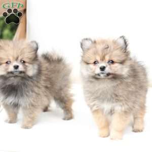 Jack, Pomeranian Puppy
