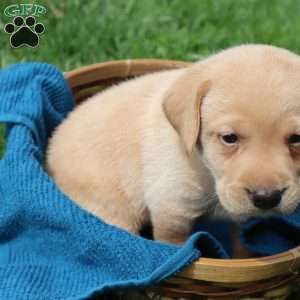 Ike, Yellow Labrador Retriever Puppy