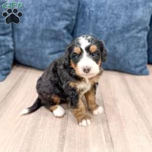 Rico, Mini Bernedoodle Puppy