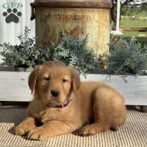 Timmy, Golden Retriever Puppy