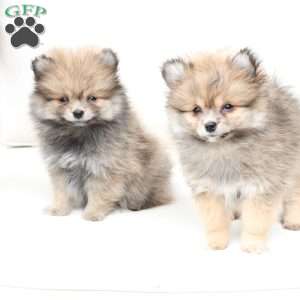 Jack, Pomeranian Puppy