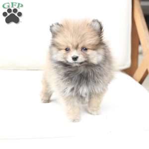 Jack, Pomeranian Puppy