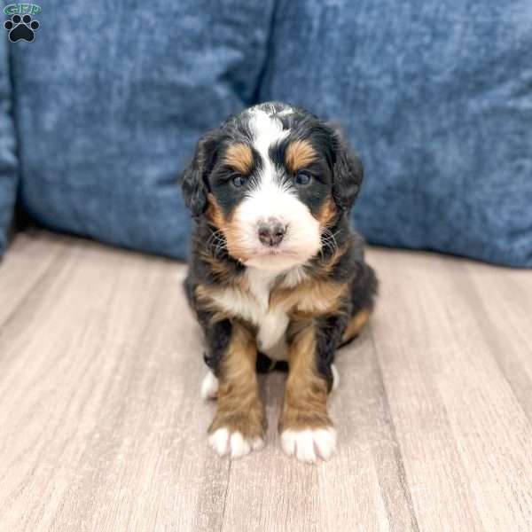 Rico, Mini Bernedoodle Puppy
