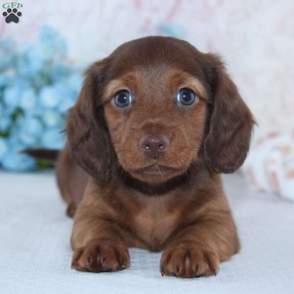 Hamilton, Dachshund Puppy