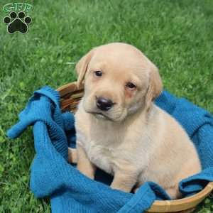Ike, Yellow Labrador Retriever Puppy