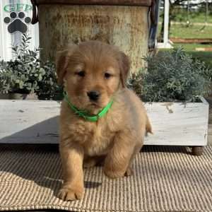 Tessa, Golden Retriever Puppy
