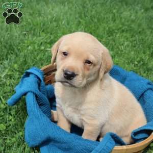 Ike, Yellow Labrador Retriever Puppy
