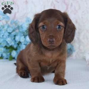 Hamilton, Dachshund Puppy