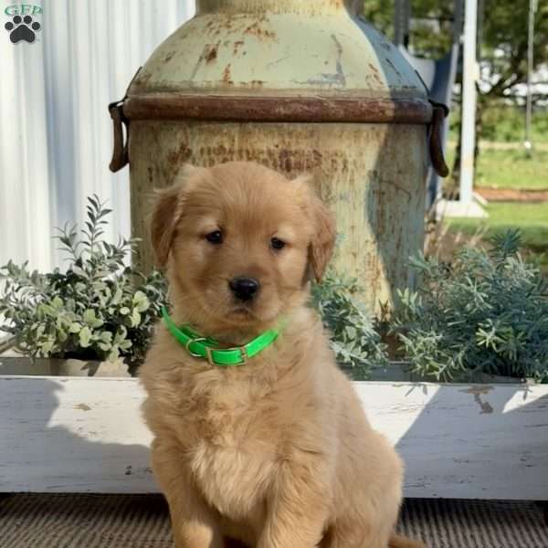 Tessa, Golden Retriever Puppy