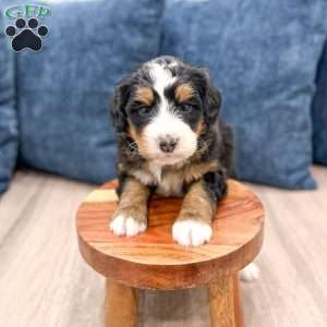 Rico, Mini Bernedoodle Puppy