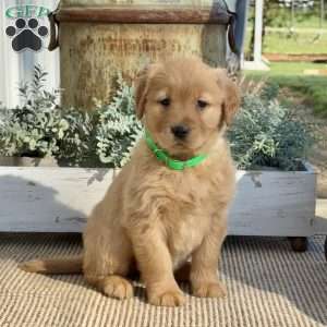 Tessa, Golden Retriever Puppy