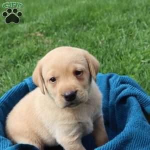 Ike, Yellow Labrador Retriever Puppy