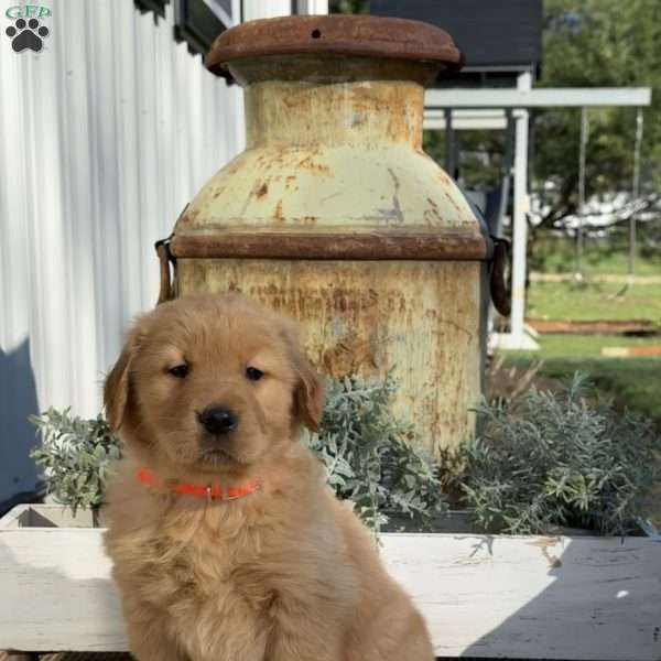 Tank, Golden Retriever Puppy