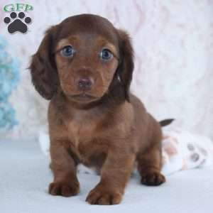 Hamilton, Dachshund Puppy