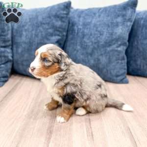 Dozer, Mini Bernedoodle Puppy