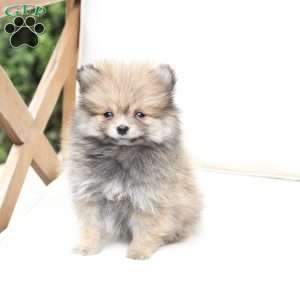 Jack, Pomeranian Puppy