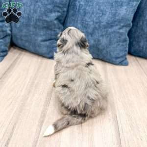 Dozer, Mini Bernedoodle Puppy