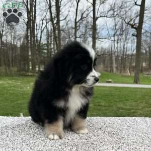 Ava, Miniature Australian Shepherd Puppy