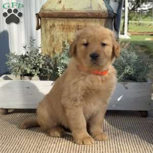 Tank, Golden Retriever Puppy