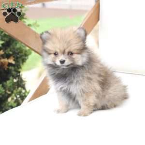 Jack, Pomeranian Puppy