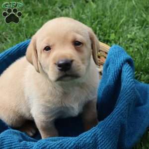 Ike, Yellow Labrador Retriever Puppy