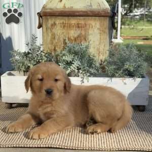 Tank, Golden Retriever Puppy