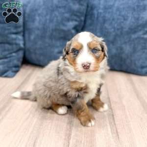 Dozer, Mini Bernedoodle Puppy