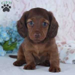 Hamilton, Dachshund Puppy