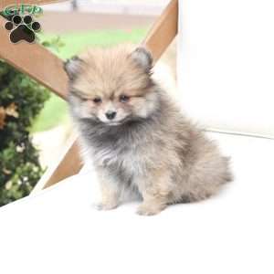 Jack, Pomeranian Puppy
