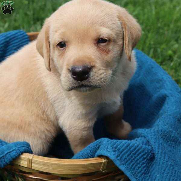 Ike, Yellow Labrador Retriever Puppy