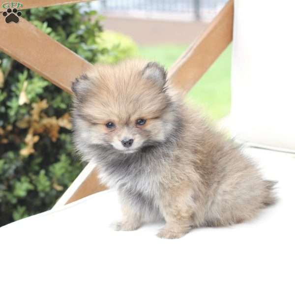 Jack, Pomeranian Puppy