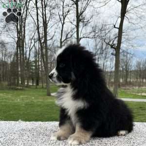 Ava, Miniature Australian Shepherd Puppy