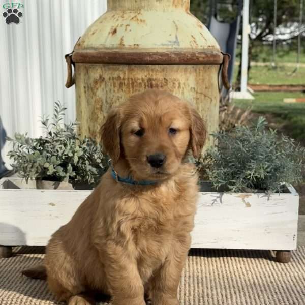 Tasha, Golden Retriever Puppy
