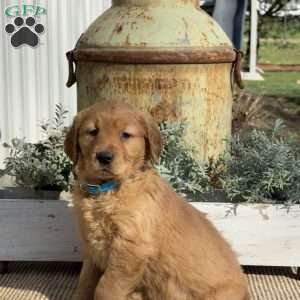 Tasha, Golden Retriever Puppy