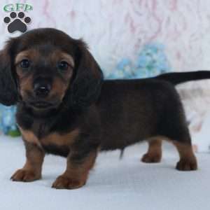 Harper, Dachshund Puppy