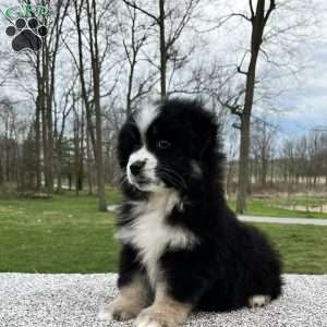 Ava, Miniature Australian Shepherd Puppy