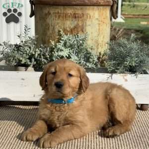 Tasha, Golden Retriever Puppy