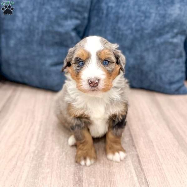 Dozer, Mini Bernedoodle Puppy