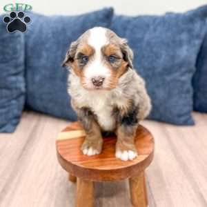 Dozer, Mini Bernedoodle Puppy