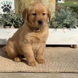 Tallulah, Golden Retriever Puppy