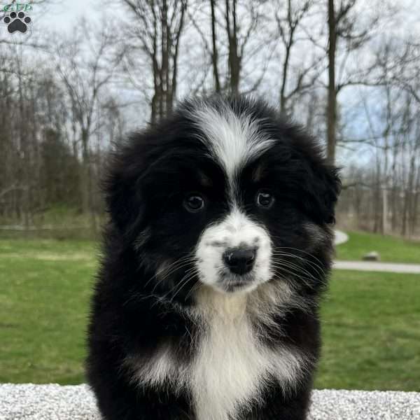 Ava, Miniature Australian Shepherd Puppy