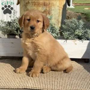 Tallulah, Golden Retriever Puppy