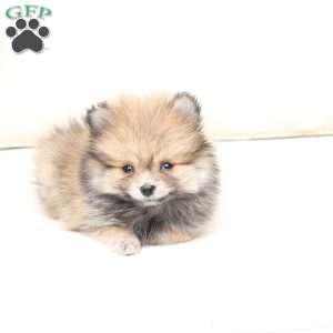 Jack, Pomeranian Puppy
