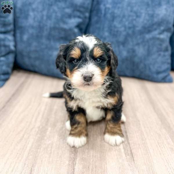 Nash, Mini Bernedoodle Puppy