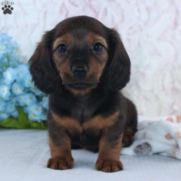 Harper, Dachshund Puppy